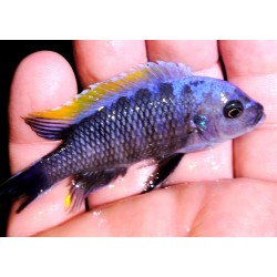 Cynotilapia afra Linganjala 5-7cm rare!