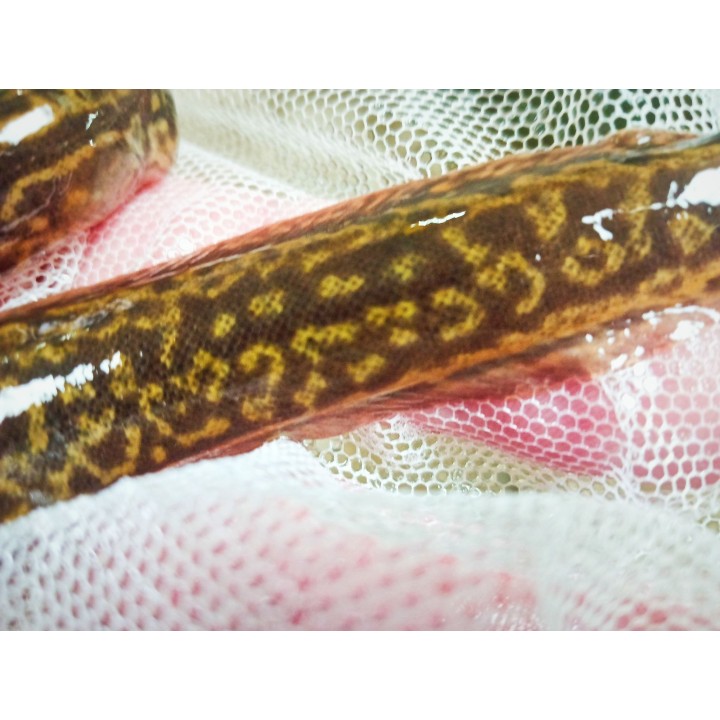 Mastacembelus shiranus – détail des motifs de l’anguille épineuse sauvage du Malawi