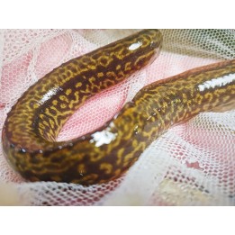 Mastacembellus shiranus Wild Size M – Rare | NeoTropic