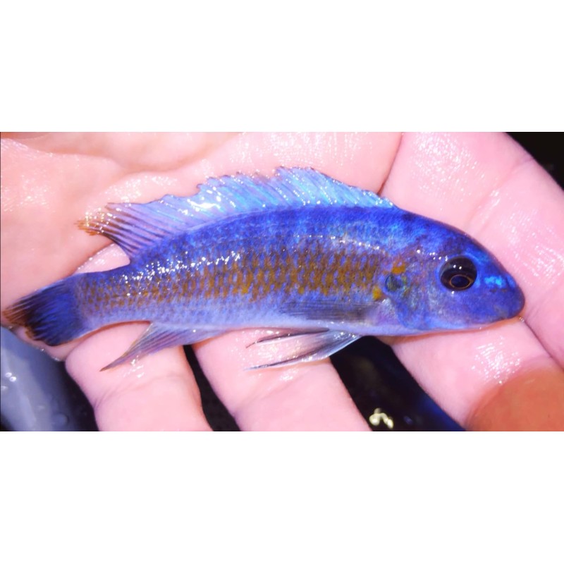 Labeotropheus trewavasae Chadagha avec femelle OB Sauvage - 1er import