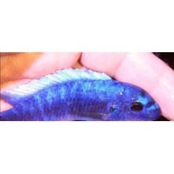 Labeotropheus trewavasae Chadagha avec femelle OB Sauvage - 1er import