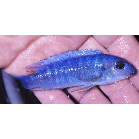 Labeotropheus trewavasae Chindozwa avec femelle OB Sauvage -1er import!