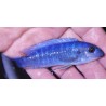 Labeotropheus trewavasae Chindozwa avec femelle OB Sauvage -1er import!