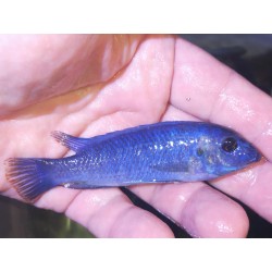 Labeotropheus trewavasae Chindozwa avec femelle OB Sauvage -1er import!