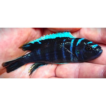 Cynotilapia sp.ndonga deep 5-7cm