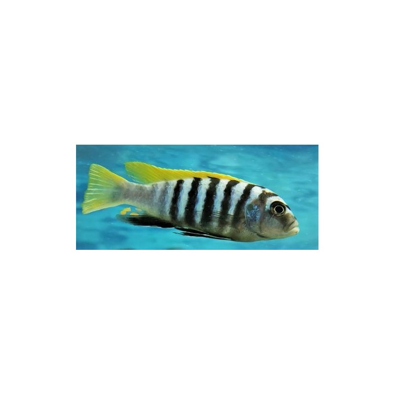 Cynotilapia zebroides Jalo reef 6-9cm