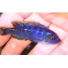 Cynotilapia zebroides Mbenji Sauvage