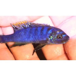 Cynotilapia zebroides Mbenji Sauvage