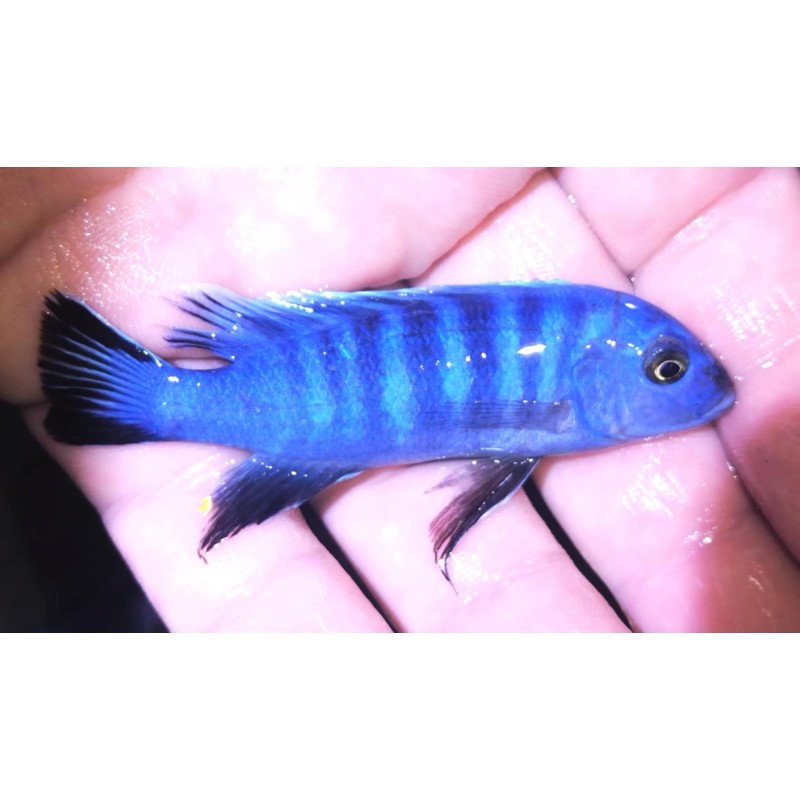 Cynotilapia axelrodi Mwafufu  Sauvage