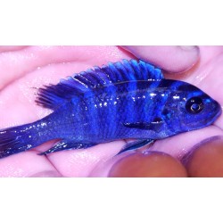 Cynotilapia zebroides Mbenji Sauvage