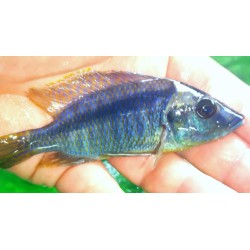 Mylochromis lateristriga sauvage