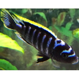 Cynotilapia zebroides Narungu F1 – cichlidé Mbuna bleu rayé du lac Malawi 4-6 cm