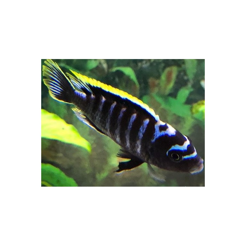 Cynotilapia zebroides Narungu F1 4-6cm élevage