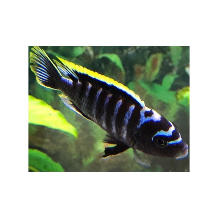 Cynotilapia zebroides Narungu F1 – cichlidé Mbuna bleu rayé du lac Malawi 4-6 cm