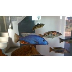 Tyrannochromis-nigriventer L sauvage Malawi