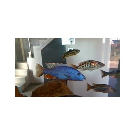 Aristochromis christyi 8-10cm