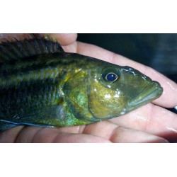 Aristochromis christyi 8-10cm