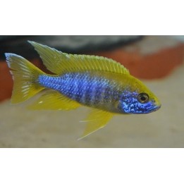 Aulonocara jacobfreibergi Undu Reef Mamelela – cichlidé bleu et jaune du Malawi 8-10 cm