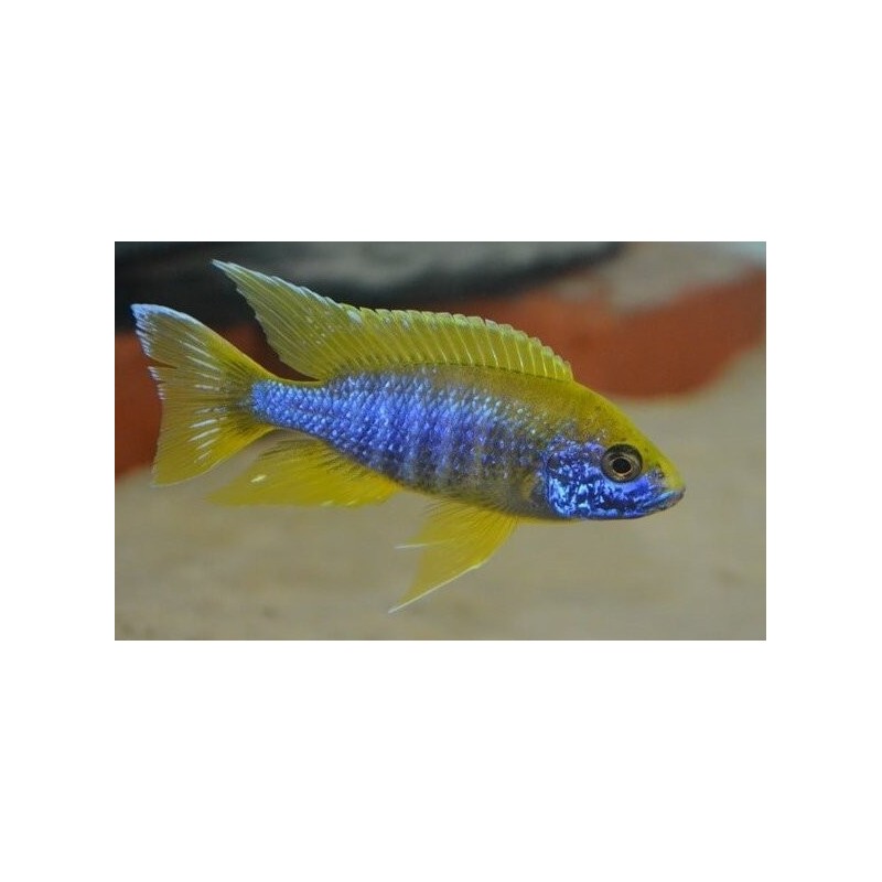 Aulonocara jacobfreibergi Undu Reef (Mamelela) 7-10cm