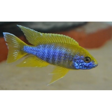 Aulonocara jacobfreibergi Undu Reef (Mamelela) 7-10cm