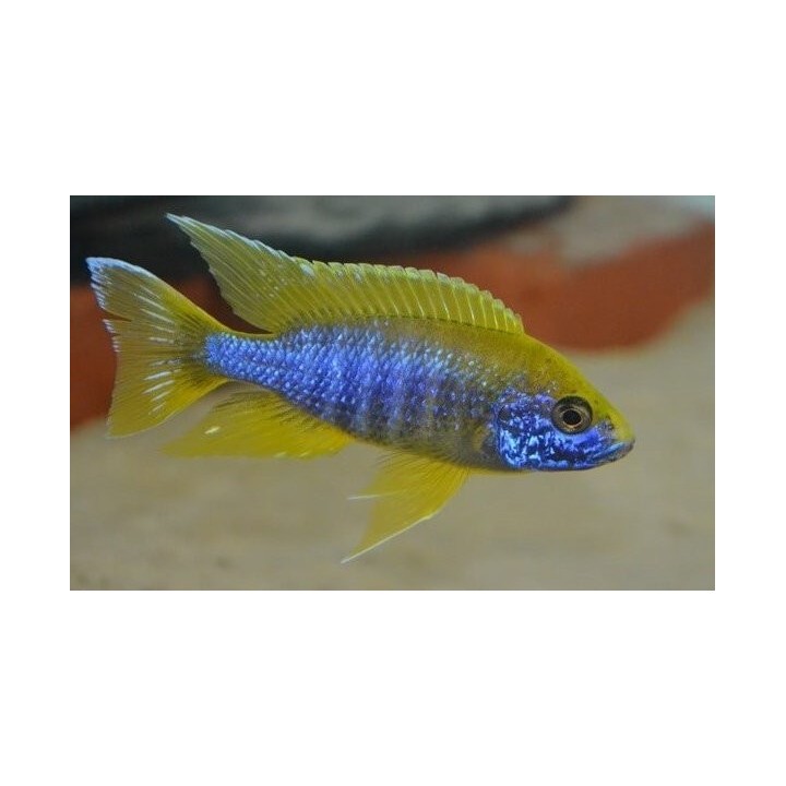 Aulonocara jacobfreibergi Undu Reef Mamelela 8-10 cm | NeoTropic