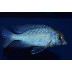 Cyrtocara moori 5-7cm