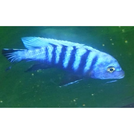 copy of copy of Cynotilapia sp.lion Lions cove F1 5-6cm