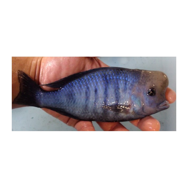 Cyrtocara moori 5-7cm