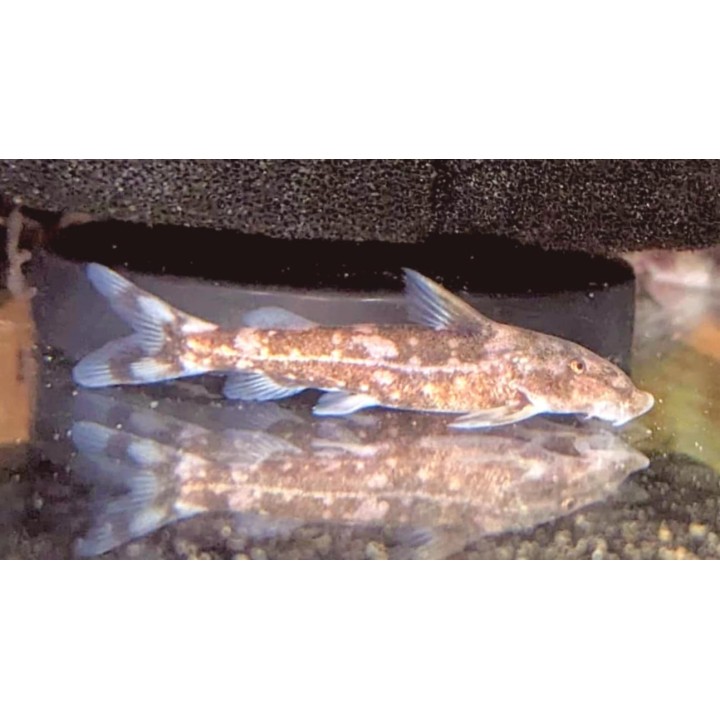 Chiloglanis neumanni Wild – Lake Malawi Catfish | NeoTropic