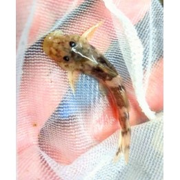 Chiloglanis neumanni sauvage – poisson-chat africain à bouche ventouse