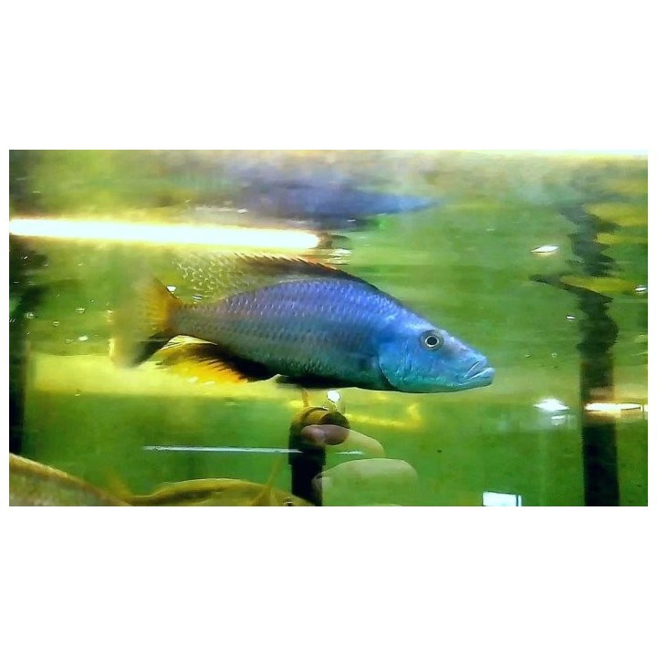 Dimidiochromis compressiceps Chizumulu Gold 11-14 cm | NeoTropic