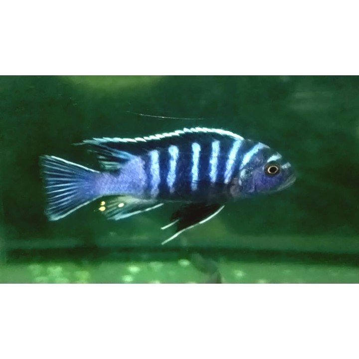 Cynotilapia zebroides Chadagha Wild – First Import | NeoTropic
