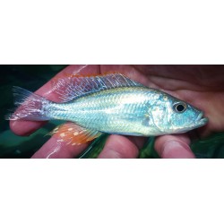 Dimidiochromis strigatus 10-12cm