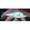 Dimidiochromis strigatus 10-12cm