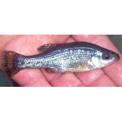 Ameca splendens, poisson d'aquarium vivipare, Magasin, VPC