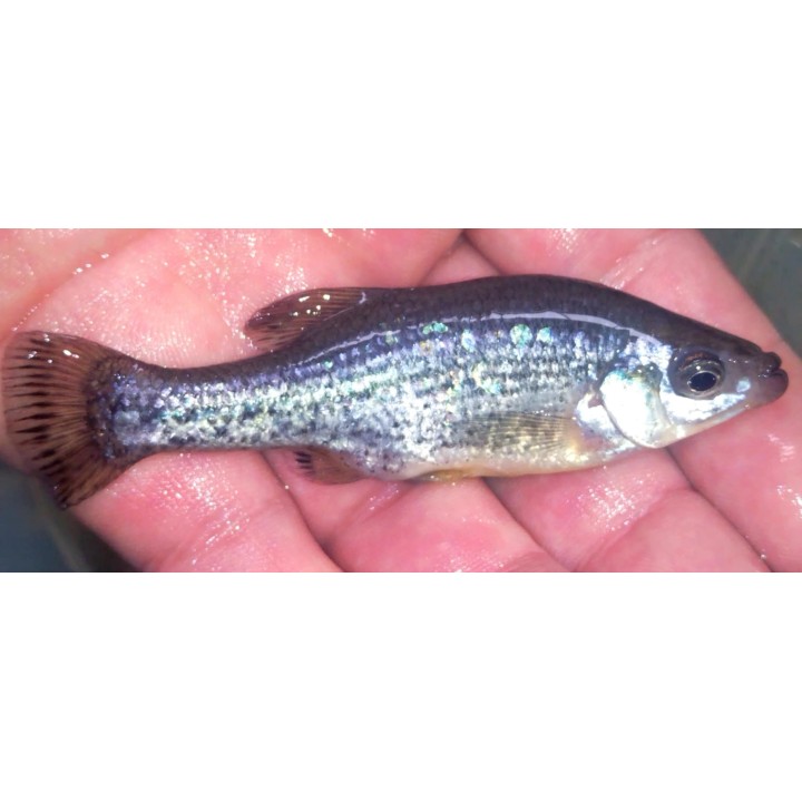 Ameca splendens – poisson vivipare mâle
