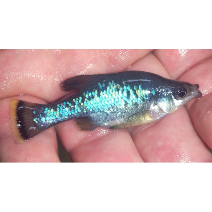 Ameca splendens – poisson d’aquarium du Mexique