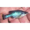 Ameca splendens, poisson d'aquarium vivipare, Magasin, VPC