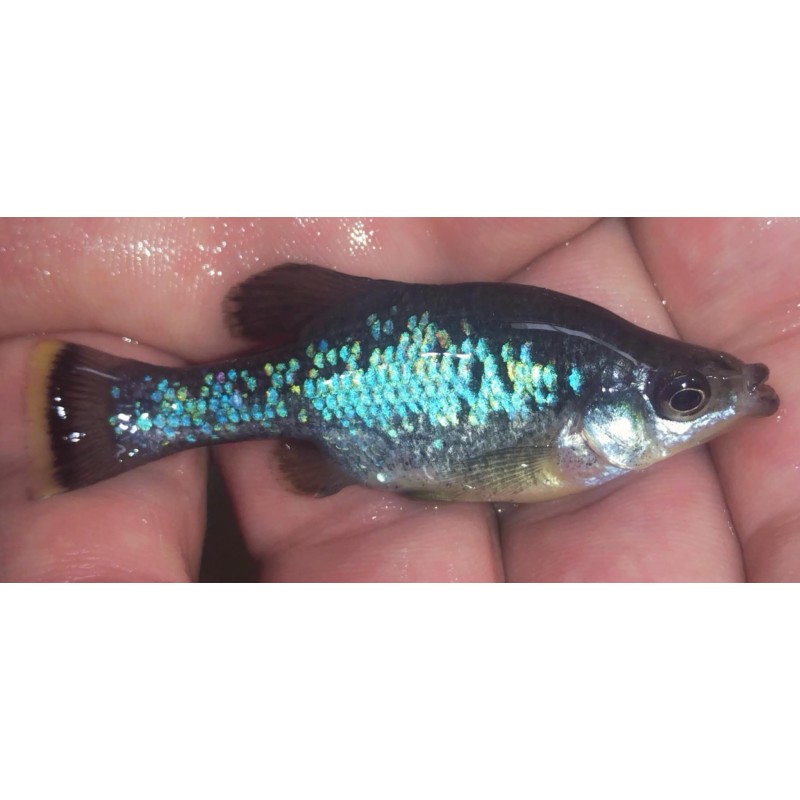 Ameca splendens, poisson d'aquarium vivipare, Magasin, VPC