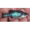 Ameca splendens, poisson d'aquarium vivipare, Magasin, VPC