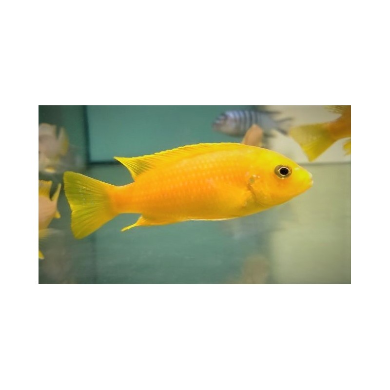 Metriaclima flavifemmina Chidunga reef Sauvage