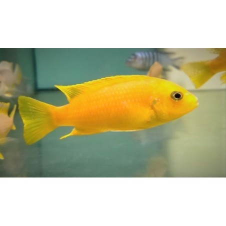 Metriaclima flavifemmina Chidunga reef Sauvage