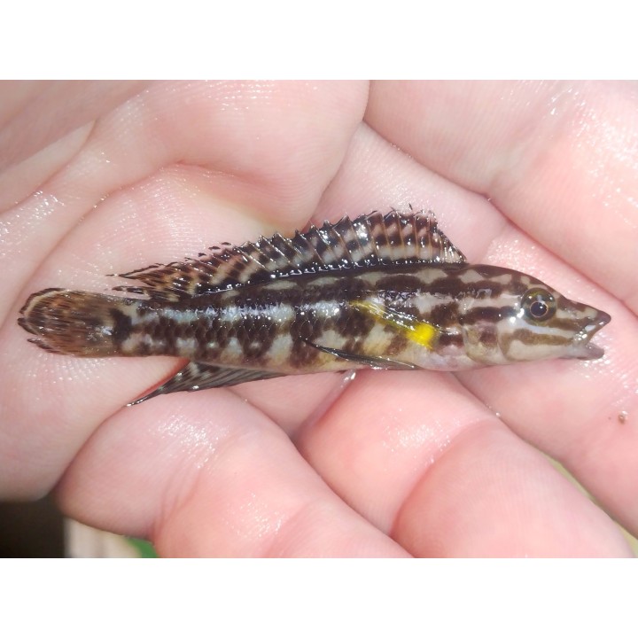 Julidochromis marlieri Bemba F1 6-9 cm | NeoTropic
