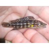 Julidochromis marksmithi Kipilli, Elevage France Cichlidés Tanganyika