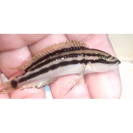 copy of copy of copy of Julidochromis ornatus Kasanga 5-6cm