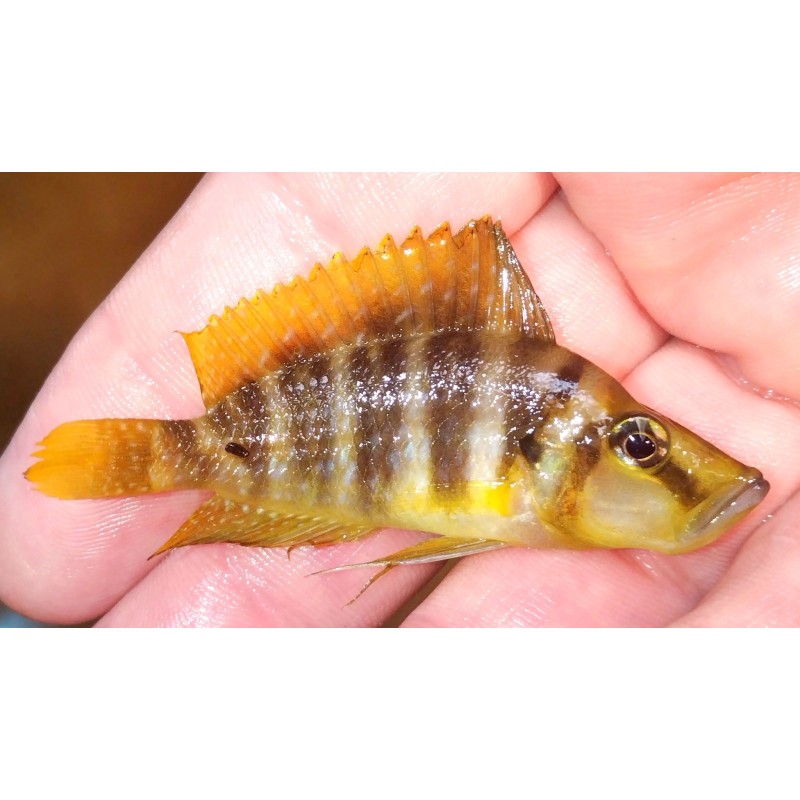 Altolamprologus compressiceps Milima (Mandarine)  Cichlidés Tanganyika