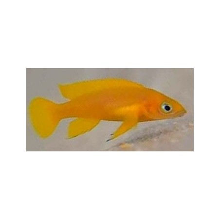 Neolamprologus leleupi Uvira Orange, Elevage Cichlidés Tanganyika