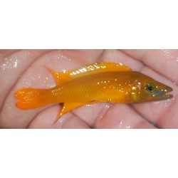 Neolamprologus leleupi Uvira Orange, Elevage Cichlidés Tanganyika