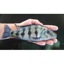 Fossorochromis rostratus 12-16cm