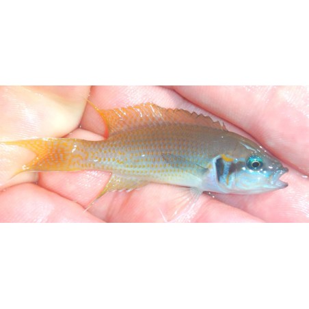 copy of copy of copy of copy of copy of copy of Julidochromis ornatus Kasanga 5-6cm
